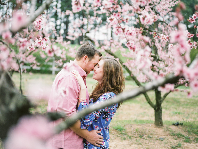 peach tree blossoms